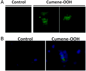 Fluorescence image of lipid hydroperoxides in SH-SY5Y cells treated with Cumene-OOH. SH-SY5Y cells were pre-incubated in serum-free medium containing 20 μM Liperfluo added as a DMSO solution at 37 °C for 15 min. The medium was replaced by medium containing serum and 100 μM Cumene-OOH, and cells were incubated at 37 °C for 2 h. (A) Fluorescence images in living cells were obtained using confocal laser scanning microscopy. (B) Nucleus was stained with DAPI. Fluorescence images in SH-SY5Y cells were obtained using fluorescence microscopy.