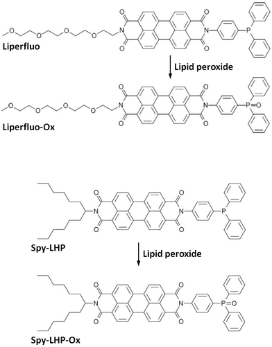 Reaction of Liperfluo and Spy-LHP with lipid hydroperoxides.