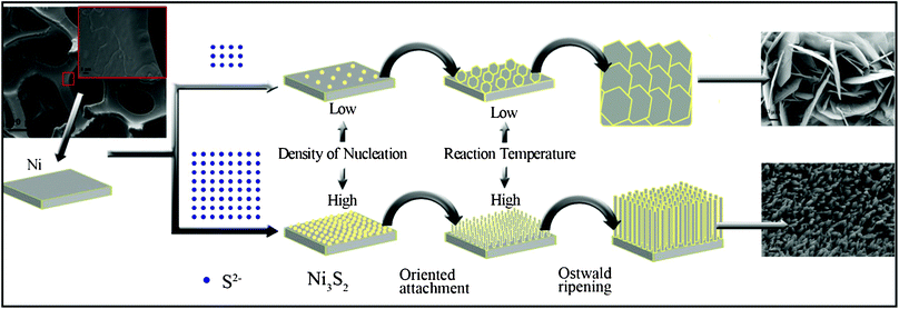 Schematic diagram of the morphological evolution of crystalline Ni3S2 grown in situ on a porous nickel substrate.