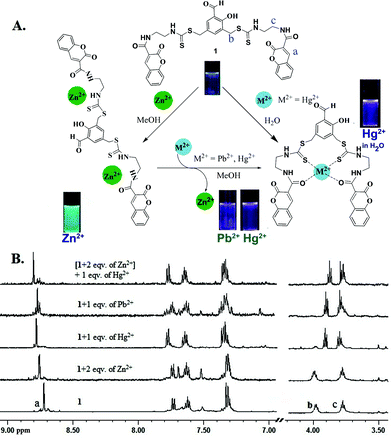 (A) Probable binding model; (B) 1H NMR titration of sensor 1 with Zn2+, Hg2+ and Pb2+.