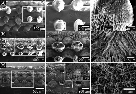 Cross-sectional SEM images of fabricated 3D alginate scaffolds. (a) SEM micrographs of a 3D alginate scaffold after freeze-drying. Cross-sectional SEM images of (b) FC- and (c) CF-scaffolds. In (c), the core region of the CF-scaffold shows a nano-sized pore structure, while in the shell region, micro-sized pores were observed.