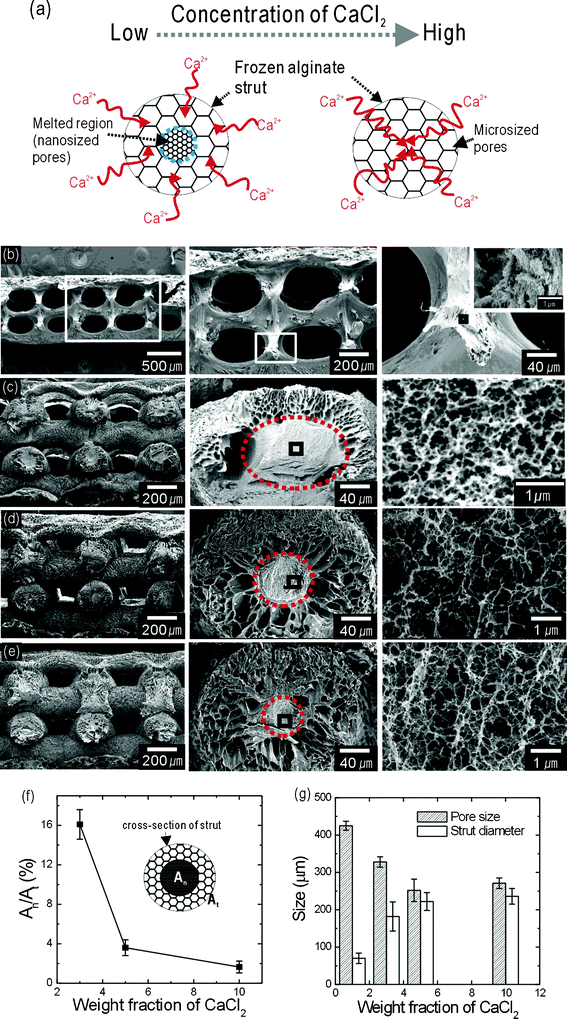 (a) A schematic of the effects of cross-linking agent concentration on nanopore and micropore development. Cross-sectional SEM images of the CF-scaffolds after treatment with (b) 1, (c) 3, (d) 5, and (e) 10 wt% CaCl2. (f) Region: An/At ratio. An and At represent the cross-sectional area of the nano-sized pores and the total cross-sectional area of the struts, respectively. (g) Pore size, which was defined as the distance between the alginate struts, and the strut diameter of the final alginate scaffolds.
