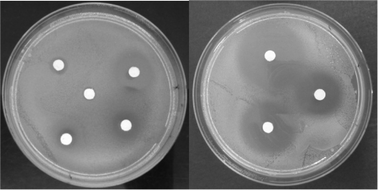 The agar diffusion tests for a series of imidazolium compounds. Left plate: top from left (±)-cis-IM-OH-Bn-Pro; (±)-trans-IM-OH-Bn-BF4; centre (±)-cis-IM-OH-Bn-BF4; bottom from left (±)-cis-IM-OH-Bn-NTf2; (±)-trans-IM-OH-Bn-NTf2. Right plate: top from left (±)-cis-OH-Oct-Br; (+)-cis-OH-Oct-Br; bottom (−)-cis-OH-Oct-Br.