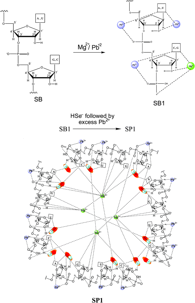 Depicting the interactions of Pb2+, Mg2+ and PbSe in SP1.