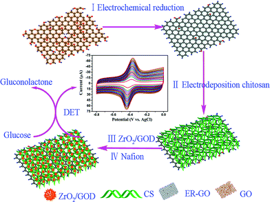 Schematic of the construction of ER-GO/CS/ZrO2 composite modified GCE.