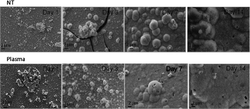 SEM images for NT and PC samples after incubation in SBF under dynamic conditions.