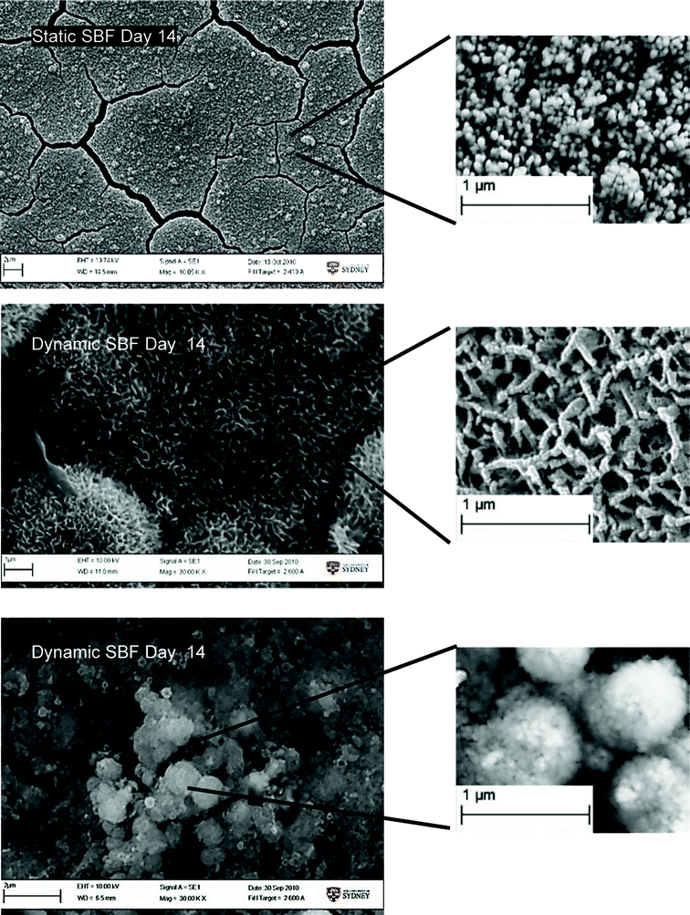 SEM image showing morphological difference in Ca/P growth on samples.