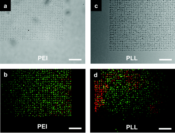 
          E. coli cells microarray. (a,b) Bacteria adhered to poly(ethyleneimine) (PEI) patterned spots and (c,d) bacteria adhered to poly-l-lysine (PLL) patterned spots. Each spot was 2 μm and was occupied by around 2–3 cells. (b,d) BacLight live/dead assay staining of the cells: live cells fluoresce green and dead cell fluoresce red. PEI patterns generated cell arrays with more than 95% live cells while PLL patterns generated cell arrays of about 75% live cells. Scale bar is 20 μm.