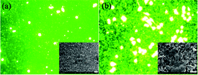 Fluorescent microscopy images of MC3T3-E1 cells grown on the PDDA-GNS film (a) and on the Mg-GNS film (b) for 48 h. The magnification is ×100 for each image. Insets are the SEM images of grown MC3T3 E1 cells. The scale is 10 μm.