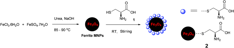 Synthesis of Fe3O4–Cys MNPs 2.