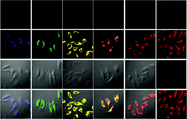 Microscopy images of HeLa cells: first row: cells without staining with complexes 11; second row: cells incubated solely with the complexes (20 μM) for 10 min at 25 °C; third row: DIC images of cells shown in the second row; last row: overlay image of the second and third rows. Taken from ref. 25.