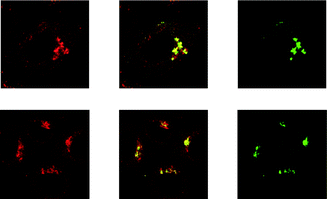 Laser-scanning confocal microscopy images of HeLa cells treated successively with complexes 22 ([Ir] = 2 M) at 37 °C for 2 h, PBS containing 3% paraformaldehyde, anti-golgin-97 (human) mouse IgG1 (1 μg mL−1, 1 h), and Alexa 635 goat anti-mouse IgG (H+L) (10 μg mL−1, 30 min). Taken from ref. 37.
