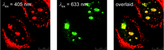 Fluorescence laser-scanning confocal microscopy images of fixed MDCK cells treated successively with fibrillarin antibody (20 μL mL−1, 1 h), Alexa 633 anti-rabbit IgG antibody (20 μg mL−1, 30 min), and one of complexes 24 [Ir(ppz)2(dpq)](PF6) (5 μM, 30 min). Taken from ref. 39.