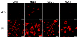Microscopy images of CHO, HeLa, SCC-7, and U251 cells treated with complex 36. The cells were cultured at 20% O2 concentration (top) and 5% O2 concentration (bottom). Scale bars: 10 μm. Taken from ref. 56.