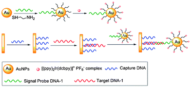 Process of the detection of target DNA. Taken from ref. 59.