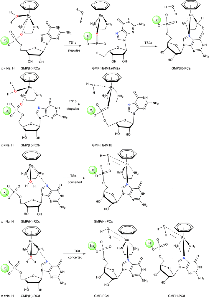 Investigated reaction pathways for 5′-GMP under neutral and acidic conditions.