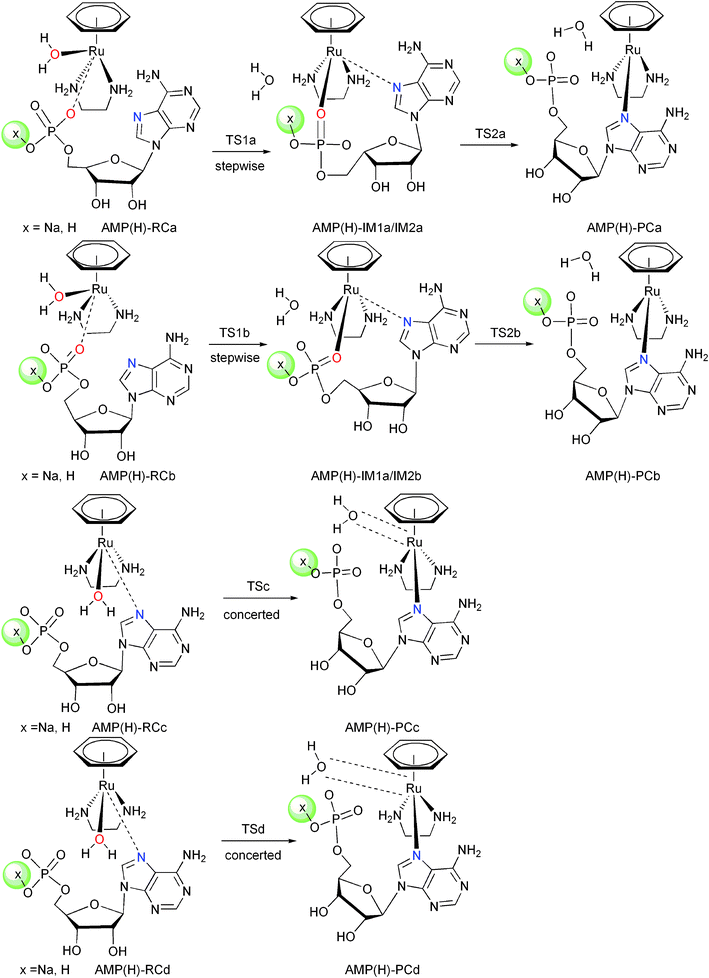 Investigated reaction pathways for 5′-AMP under neutral and acidic conditions.