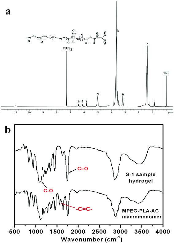 Structural characterization: 1H NMR spectrum of the PLE-AC macromonomer (in CDCl3) (a); FTIR spectra of the PLE-AC macromonomer and he S-1 hydrogel sample (b).