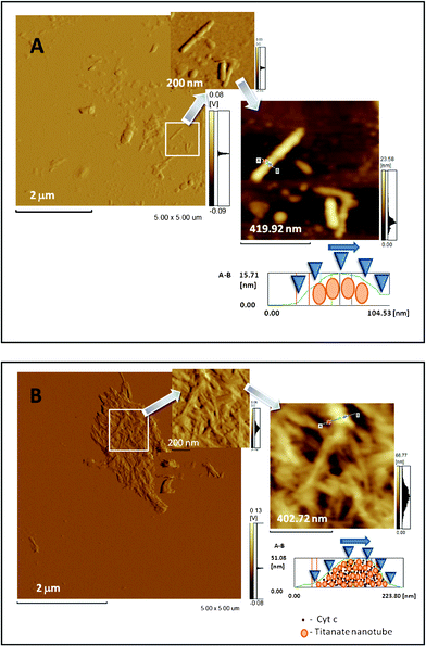 Atomic force microscopy images of titanate nanotubes. (A) AFM top view image of nanotubes in the absence of cytochrome c prepared in a 5 mM phosphate buffer (pH 8.0), and panels showing zoomed images of the isolated nanotubes under these conditions. The right panel is the image presented as trace height (nm) and the left and central panels are presented as deflection trace (volts). (B) AFM top-view image of nanotubes after adsorption of cytochrome c and panels showing zoomed images under these conditions. The right panel is the image presented as trace height (nm) and the left and central panels are presented as deflection trace (volts). In (A) and (B) the lowest right panels are the height profiles of the titanate nanotubes before and after the adsorption of cytochrome c, respectively. Atomic force microscopy images were obtained by measuring the interaction forces of the tip with the sample surface, in the contact mode, at room temperature (20 °C) and at atmospheric pressure (760 mm Hg). Triangular silicon tips were used for this analysis, and the resonant frequency of the cantilever was found to be 200 kHz. Based on the literature,31,32 the contours with ∼10 nm measured in the top view were considered as being from an individual titanate nanotube. The figures shown here are representative of a set of analyses showing similar characteristic patterns in the absence and in the presence of cytochrome c.