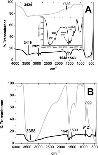 (A) Vibrational spectra of the TiO2 NPs (light gray line) and the TiO2 NP–cytochrome c complex (black line) in comparison with the native Fe3+ cytochrome c FT-IR spectrum shown in the inset. (B) Vibrational spectra of the titanate nanotubes (light gray line) and cytochrome c associated with nanotubes (black line).