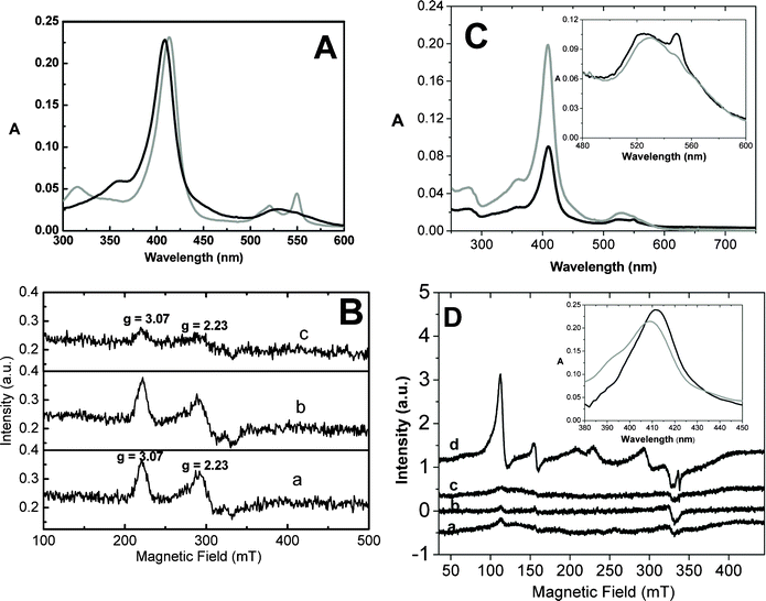 (A) Electronic absorption spectrum of 20 μM Fe3+ native cytochrome c before (black line) and 3 h after incubation (gray line) with 0.5 mg mL−1 TiO2 NPs in a 5 mM sodium phosphate buffer (pH 8.0) in air and under irradiation with a 125 W UV lamp. The optical path length was 0.1 cm for all measurements. (B) EPR spectra of 300 μM Fe3+ cytochrome c in water incubated for 30 min under irradiation with a 125 W UV lamp (line a), incubated for 30 min with 7.5 mg mL−1 TiO2 NPs in the dark (line b), and incubated for 30 min with TiO2 NPs under irradiation with a 125 W UV lamp (line c). (C) Electronic absorption spectrum of 20 μM Fe3+ native cytochrome c before (black line, optical length = 0.1 cm) and 3 h after incubation (gray line, optical length = 1 cm) with 0.5 mg mL−1 TiO2 nanotubes in 5 mM sodium phosphate buffer, pH 8.0, in air and under irradiation with a 125 W UV lamp. The inset corresponds to a zoom of the Q bands to show the slight increase of the 549 nm absorbance intensity indicative of a partial reduction of cytochrome c. (D) EPR spectra of 300 μM Fe3+ cytochrome c incubated with 7.5 mg mL−1 titanate nanotubes in water before irradiation (line a), after 5 min (line b), 15 min (line c), and 30 min (line d) of incubation under irradiation with a 125 W UV lamp.