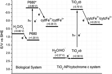 Comparative view of the photo-reduction of cytochrome f in the photo-phosphorylation process with cytochrome c reduction in the TiO2 NP–cytochrome c system. Redox potentials at pH 7.0 (vs. SHE) according to ref. 51–55. The intermediate steps of the photo-reduction of cytochrome f have been omitted for the sake of clarity.