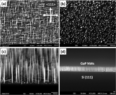(a) Top-view SEM image of GaP NW arrays grown on Si(100), where the GaP NWs are mostly <111> oriented. (b) Top-view SEM image of GaP NW arrays vertically grown on Si(111). (c) 10° Tilted side-view and (d) side-view SEM image of GaP NW arrays on Si(111), with the [112̄] viewing direction perpendicular to the cleaving surface, the diameter of the GaP NWs is in the sub-10 nm range with a homogeneous length.