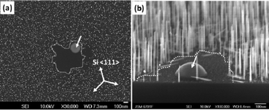 Influence of post-annealing on Au diffusion for GaP NW growth, shown as top-view (a), 15° Tilt side-view (b) SEM images. Without changing other growth conditions, post-annealing at 600 °C was adopted. The insert in (a) indicates the three tilted Si<111> directions beside the vertical [111] direction, and the enclosed dotted curves surround the Au droplet (white arrows) show the areas without GaP NW growth.