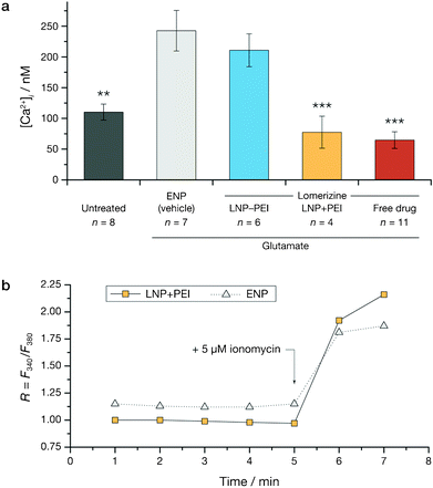 The intracellular calcium concentration is reduced in cells treated with lomerizine delivered using nanospheres following glutamate challenge. (a) Both lomerizine delivered using nanospheres modified with PEI (LNP+PEI) and 1 μM free drug caused similar reductions in the intracellular calcium [Ca2+]i after exposure to glutamate (10 mM, 24 h). Lomerizine-loaded nanospheres without PEI modification (LNP−PEI) do not release lomerizine and therefore [Ca2+]i is not reduced after glutamate injury. All statistical significances relative to ENP (vehicle); * p ≤ 0.05, ** p ≤ 0.01, *** p ≤ 0.001; one-way ANOVA with Bonferroni post hoc correction; error bars denote SE. (b) Representative traces showing differences in Fura-2 fluorescent ratios (R = F340/F380) recorded in single PC12 cells after nanosphere treatment with either LNP+PEI or ENP and 24 h exposure to glutamate; ionomycin was added at 5 min, and Rmax was determined from the subsequent [Ca2+]i rise.