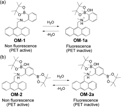Proposed mechanisms of fluorescent PET sensors (a) OM-1 and (b) OM-2 for the detection of water in organic solvents.