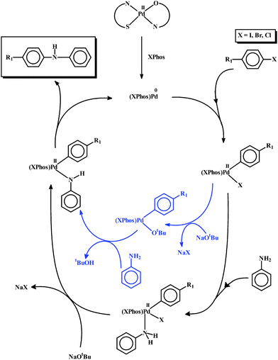 Probable mechanism for the observed C–N coupling reactions.