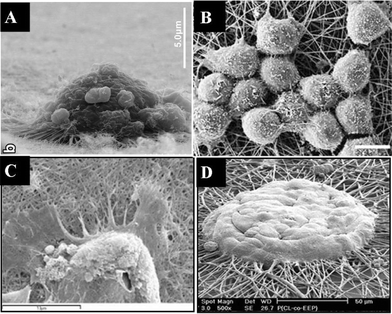 Scanning electron micrographs of cells cultured on nanofibrous surfaces: (A) osteosarcoma cells spread on a carbon nanotubes (CNTs)-coated surface with many filopodia extended and entangled with the CNTs; (B) rat neural stem cells cultured on polyether sulfone nanofibers with a “stand-up” posture instead of spreading on the surface; (C) keratinocytes on electrospun silk fibroin nanofibers; (D) spheroid-like hepatocytes spread on galactose-grafted nanofibers showing that the aggregates engulfed the functional nanofibers. (Reproduced from ref. 44, 13, 47 and 48, respectively, with permission).