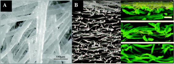 Composites of nanofibers and microfibers produced by electrospinning of nanofibers to existing microfibers: (A) nanofibers impregnated in a microfibrous scaffold; (B) cross-sections of layered scaffolds generated by sequential electrospinning of nanofibers on top of microfibers. (Reproduced from ref. 103 and 105, respectively, with permission).