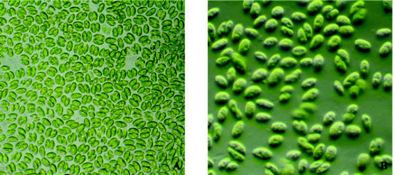 Microphotographs of Scenedesmus bijugatus var. bicellularis (A) under light microscope 620×, (B) under phase contrast microscope 840×.