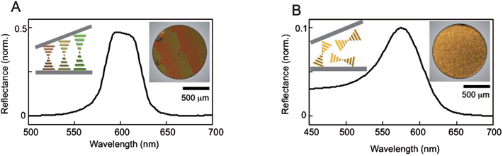 (A) Reflectance showing a well-defined stop-band in a CLC sample with planar alignment. A schematic representation (left inset) demonstrates the helical arrangement of the CLC in a Cano-wedge cell. The changing pitch creates the stripe pattern observed under POM (right inset). (B) Reflectance of a CLC sample with homeotropic alignment. A schematic representation (left inset) depicts the random orientation of helices, which results in a homogenous transmission (right inset).