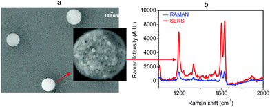 (a) SEM images of Ag nanocluster fabricated on functionalized glass. (b) The SERS spectrum of 10−5 M of BPE obtained from a single nanocluster. The Raman spectrum was made with 10−2 M of BPE.
