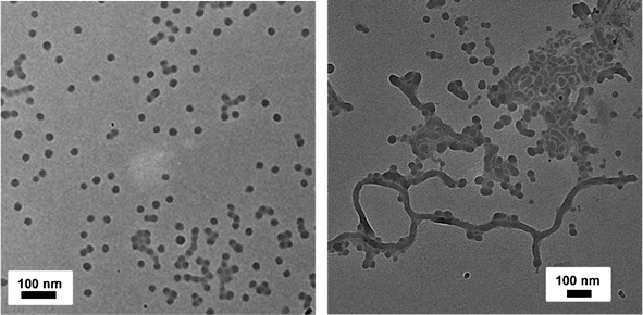 TEM images of micellar aggregates from aqueous solutions of ssBCP-1 showing primarily spheres with short rod-like aggregates (left) and ssBCP-2 showing primarily long rod-like aggregates (right) prepared by dialysis method. Scale bar = 100 nm. The copolymer concentration in the initial DMF solution was 2.0 wt%.