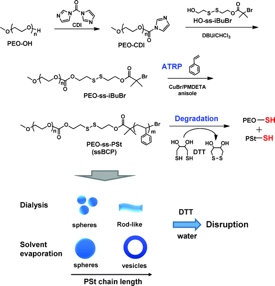 Our approach to synthesis, self-assembly, and degradation of new PEO–ss–PSt (ssBCPs).