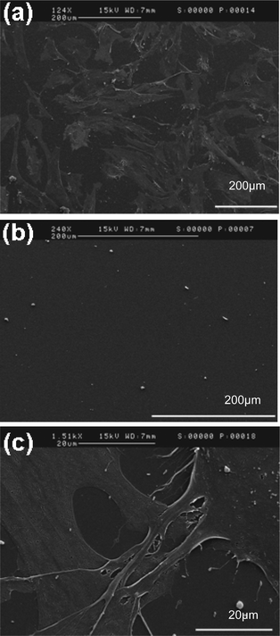 SEM images of cell to plasma deposited polymer surface interactions: (a) PCL-co-PEG (1 : 2), (b) pDEGME and (c) PCL-co-PEG (1 : 2) (magnified image).