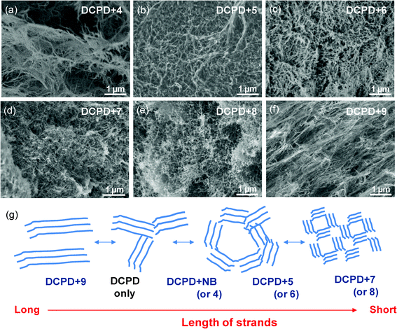 (a–f) Characteristic morphologies of P(DCPD-r-NB-R) aerogels prepared from a mixture of DCPD with a different NB-R comonomer: (a) DCPD+4, (b) DCPD+5, (c) DCPD+6, (d) DCPD+7, (e) DCPD+8, and (f) DCPD+9. (g) The proposed model for representing the effect of NB-R monomers on the formation of P(DCPD-r-NB-R) aerogels with different morphologies.