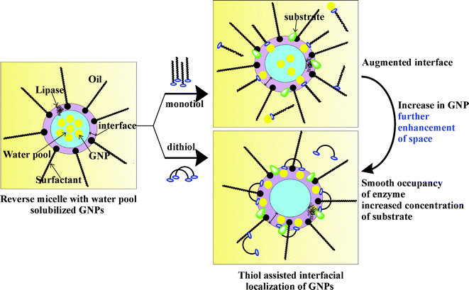 Schematic representations of the confinement of GNPs at the interface of reverse micelles in the presence of monothiol and dithiol.