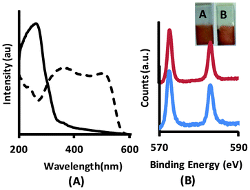 (A) UV-vis absorption spectrum of HNbO film (solid line) and Cys-CdTe/NbO film (dashed line), (B) Te3d XPS spectrum of CdTe/NbO film before (blue line) and after (red line) performing photocurrent experiments. The inset picture shows the photo of CdTe/NbO film A) before and B) after the photocurrent experiment.