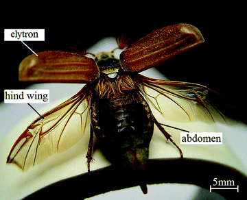 Elytra and hind wings unfolding in a beetle, Cockchafer Melolontha melolontha.