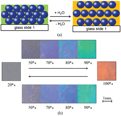 Reversible changes of the color/stopband of the PAAm–P(St–MMA–AA) PC hydrogel with relative humidity. (a) The schematic illustration of the periodic structure change of a PC hydrogel before and after being fully wetted in water. (b) Photographs of the as-prepared PC hydrogel corresponding to different humidity. Photographs of the as-prepared PC hydrogel corresponding to relative humidities of 20%, 50%, 70%, 80%, 90% and 100%, respectively.105