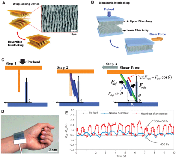 (a) Schematic of folding and unfolding states of the wing-locking device of a beetle (Promethis valgipes) and SEM image of microtrichia on the cuticular surface. (b) Illustration of a beetle-inspired interlocking structure with upper and lower fiber arrays. (c) Sequences of interlocking steps: (Step 1) overlapping by a preload, (Step 2) paring of the fibers by VdW interactions, and (Step 3) distortion of the fibers upon application of an in-lane stretch in the shear direction.76 (d) Photograph showing the skin-attachable sensor directly above the artery of the wrist and (e) measurement of the physical force of a heartbeat under normal (∼60 beats min−1 with an average intensity of ∼100 Pa) and exercise conditions (∼100 beats min−1 with an average intensity of 300–400 Pa).78