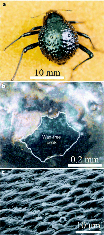 The water-capturing surface of the fused elytra of the desert beetle Stenocara sp. (a) Adult female, dorsal view; peaks and troughs are evident on the surface of the elytra; (b) A ‘bump’ on the elytron; depressed areas of the otherwise black elytron are stained positively (waxy, colored), whereas the peaks of the bumps remain unstained (wax-free; black); (c) scanning electron microscopy (SEM) of the textured surface of the depressed areas.80