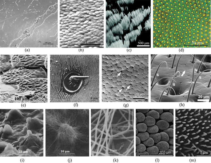 Morphologies of beetle wings. (a) Field emission scanning electron microscopy (FESEM) of longitudinal node grooves and the channel in the nodes in the elytron of dung beetle, Copris ochus Motschulsky.104 (b) and (c) Optical images showing the arrangement of white scales imbricating the elytra of Cyphochilus beetle112 and Calothyrza margaritifera.68 (d) Optical image of the elytra of beetle Chrysina gloriosa, showing bright yellow reflections from the core of each cell (∼10 mm in size) and greenish reflection from the edges.94 (e) SEM image of several partially overlapping green scales on the elytra of beetle Pachyrrhynchus argus.82 (f) SEM image of diffraction grating of the elytra of the scarab beetle Sericesthis geminata.56 (g) Cryo SEM image of the elytron surface in a fresh female Leptinotarsa decemlineata, hexagonal-shaped cells and small pores (arrows) are shown and grease smeared over the surface is visible.111 (h) SEM image of elytral setae of Galerucella nymphaea.2 (i) SEM image of miniature wax-secreting tubercles on the elytral surface of a black phase beetle (Cryptoglossa verrucosa).49 (j) SEM image of wax filaments spreading from the tips of single tubercles in response to low humidity in a light blue phase beetle, and (k) high magnification of individual wax filaments (Cryptoglossa verrucosa).49 (l) and (m) Scales on the dorsal surface and the surface of a single scale on the elytron of a scarabaeid beetle, Hoplia sp.38