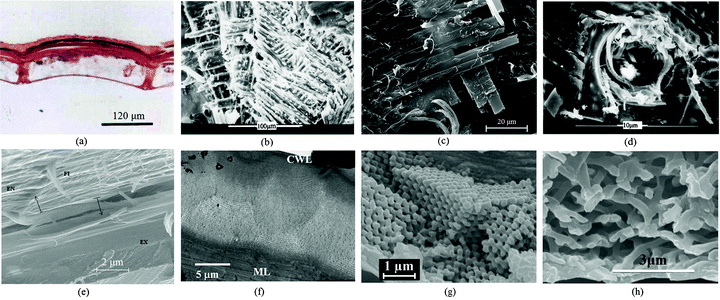 Inner structures of beetle wings. (a) Transverse section of the elytron of a dung beetle (Copris ochus Motschulsky) showing the cavity and the pier-formed pillar structures within.16 (b) Dual helicoidal arrangement of laminates of plies was found in the cuticle of a Hydrophilidae beetle. (c) The elytron of the carabid beetle (Carabusarcensis) is composed of long chitin fibers which cross in layers one above the other at 90° angles. Individual fibers are also interlinked with thin fibers which further enhance the coherence of individual layers.63 (d) Hole used as a transport channel with chitin fibers surrounding it.12 (e) FESEM image of the cross section of the elytron of a dung beetle (Copris ochus Motschulsky); EX, exocuticle; EN, endocuticle; FI, chitin fiber (many microfibrils are grouped together to form the fiber);103 (f) TEM image collected from the cross-section of the elytron of a P. boucardi beetle, showing Bouligand planes highlighting the helicoidal nature of the layers of fibrous chitin, CWL, cuticular wax layer, ML, and melanin layer.61 (g) SEM image of the cross-sectional view of the converting photonic scale of the internal photonic polycrystal structure of the elytron of a weevil Pachyrrhynchus congestus pavonius (Curculionidae).114 (h) SEM image of the fractured edge of one of the white scales on the elytron of a Cyphochilus spp. beetle.112