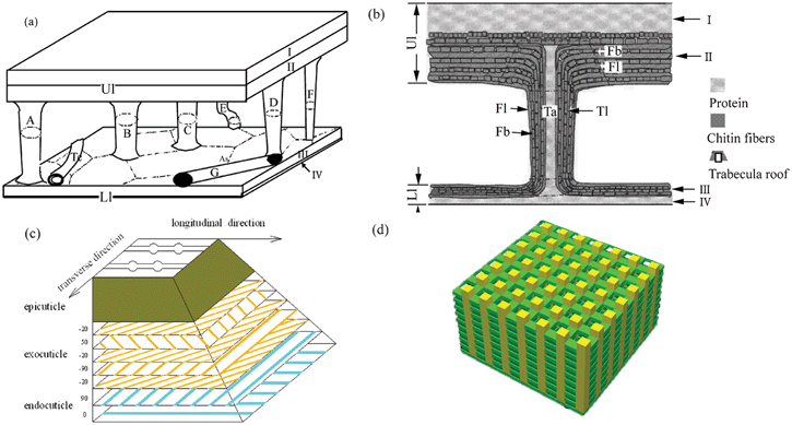 Models of elytron structure. (a) and (b) Models of the trabecula of elytra.60 (c) Fiber reinforced, hierarchically structured model of elytra.103 (d) Model of the structure producing the color of the elytra of Dynastes hercules. The porous structure consists of chitin plies linked to each other by chitin chains.85