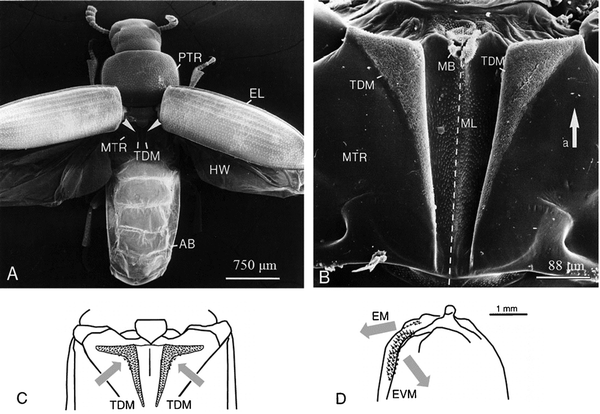 Wing-locking system of Tribolium castaneum, TDM microtrichial fields. SEM images of (a) locations of TDM microtrichial fields and (b) dental-wax-cast filled with spur resin. (c) Directionality of microtrichia in the thoracic dorso-medial field. (d) Directionality of microtrichia in the elytra fields. AB, abdomen; EL, elytra; HW, hind-wing; MB, membrane; ML, midline; MTR, metathorax; PTR, prothorax; TDM, dorso-medial field of the thorax. EM, medial field of the elytra; EVM, ventro-medial field of the elytra.36